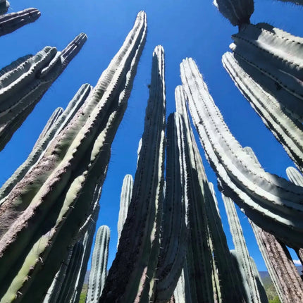 Nasiona Kaktusa Weberi (Pachycereus weberi)