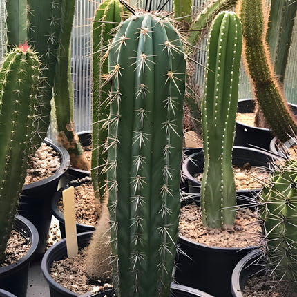 Nasiona Kaktusa Weberi (Pachycereus weberi)