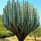 Nasiona Kaktusa Weberi (Pachycereus weberi)