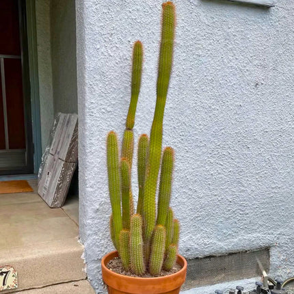 Nasiona Kaktusa Winterianus (Weberbauerocereus winterianus)