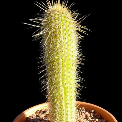 Nasiona Kaktusa Winterianus (Weberbauerocereus winterianus)