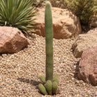 Nasiona Kaktusa Winterianus (Weberbauerocereus winterianus)