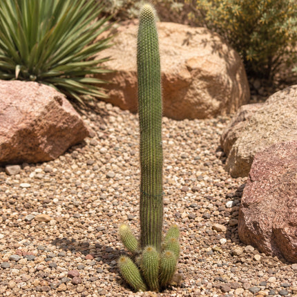 Nasiona Kaktusa Winterianus (Weberbauerocereus winterianus)