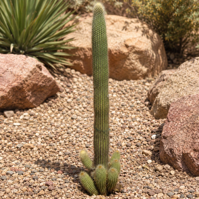 Nasiona Kaktusa Winterianus (Weberbauerocereus winterianus)