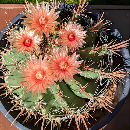 Nasiona Kaktusa Wislizena (Ferocactus wislizeni)