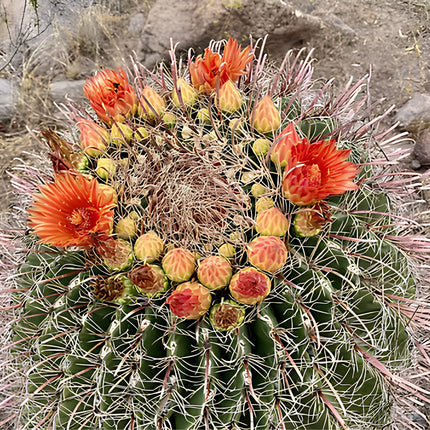 Nasiona Kaktusa Wislizena (Ferocactus wislizeni)