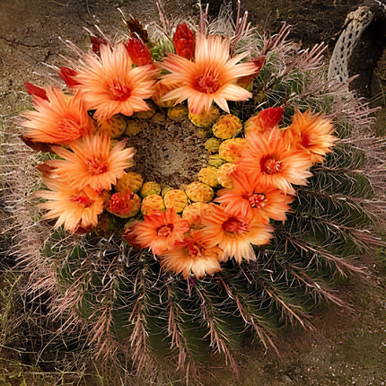 Nasiona Kaktusa Wislizena (Ferocactus wislizeni)