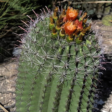 Nasiona Kaktusa Wislizena (Ferocactus wislizeni)