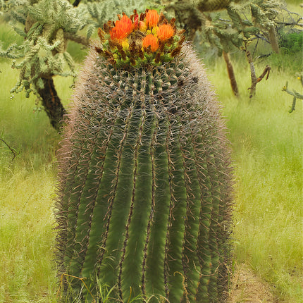 Nasiona Kaktusa Wislizena (Ferocactus wislizeni)
