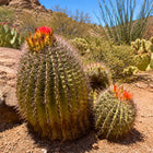 Nasiona Kaktusa Wislizena (Ferocactus wislizeni)