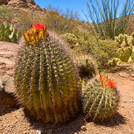 Nasiona Kaktusa Wislizena (Ferocactus wislizeni)