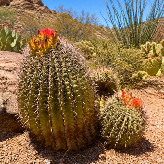 Nasiona Kaktusa Wislizena (Ferocactus wislizeni)