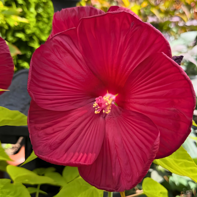 Nasiona Ketmii Bagiennej (Hibiscus moscheutos)