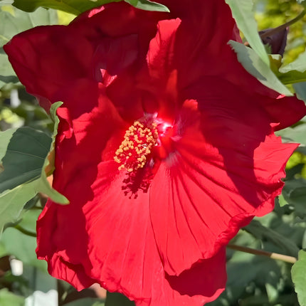 Nasiona Ketmii Bagiennej (Hibiscus moscheutos)