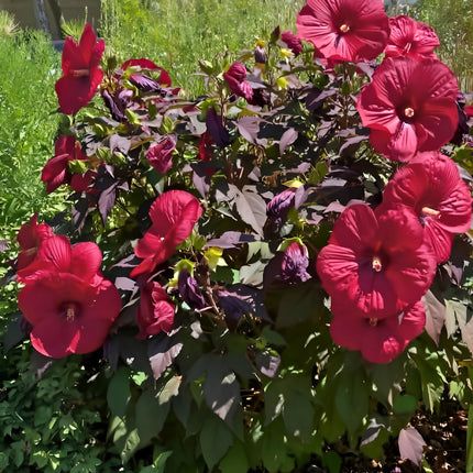 Nasiona Ketmii Bagiennej (Hibiscus moscheutos)