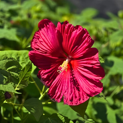 Nasiona Ketmii Bagiennej (Hibiscus moscheutos)