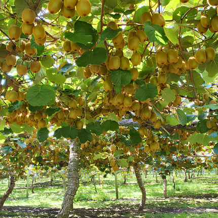 Nasiona Kiwi (Actinidia deliciosa)