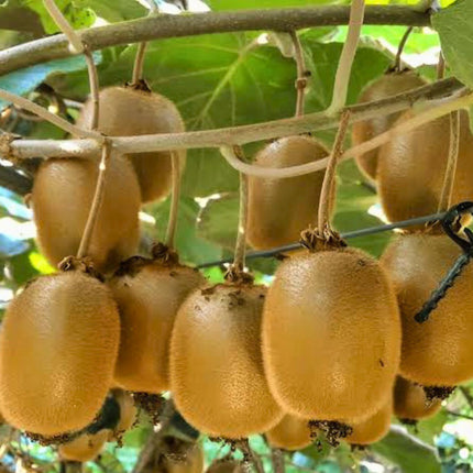 Nasiona Kiwi (Actinidia deliciosa)