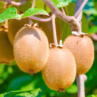 Nasiona Kiwi (Actinidia deliciosa)