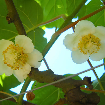 Nasiona Kiwi (Actinidia deliciosa)