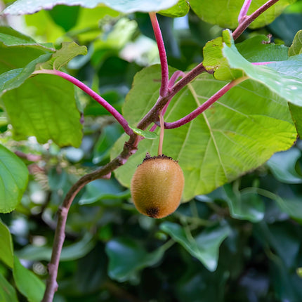 Nasiona Kiwi (Actinidia deliciosa)