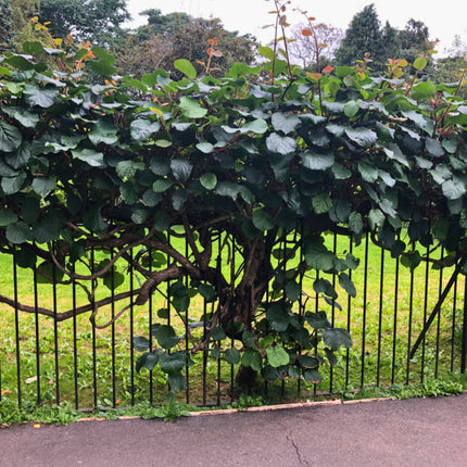 Nasiona Kiwi (Actinidia deliciosa)