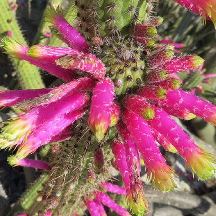 Nasiona Kleistokaktusa Szmaragdowokwiatowego (Cleistocactus smaragdiflorus)