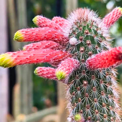 Nasiona Kleistokaktusa Szmaragdowokwiatowego (Cleistocactus smaragdiflorus)