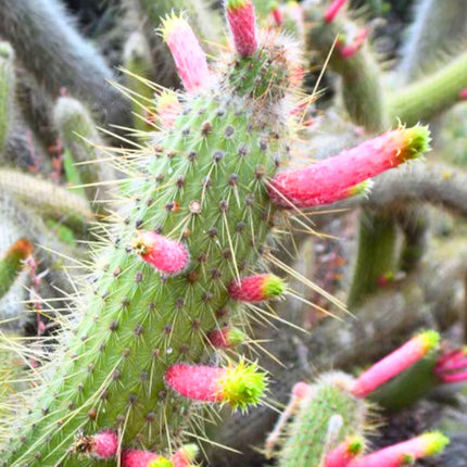 Nasiona Kleistokaktusa Szmaragdowokwiatowego (Cleistocactus smaragdiflorus)