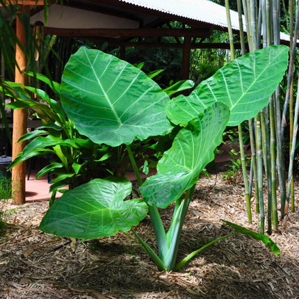 Nasiona Kolokazji Olbrzymiej (Leucocasia gigantea)