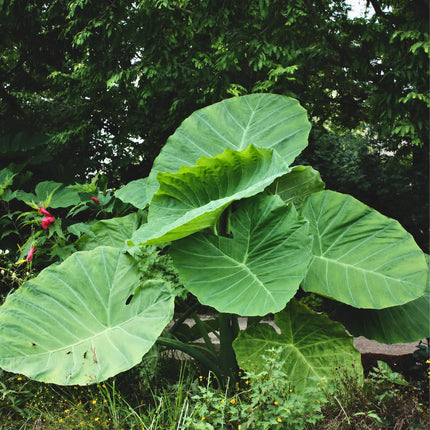 Nasiona Kolokazji Olbrzymiej (Leucocasia gigantea)