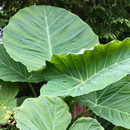 Nasiona Kolokazji Olbrzymiej (Leucocasia gigantea)