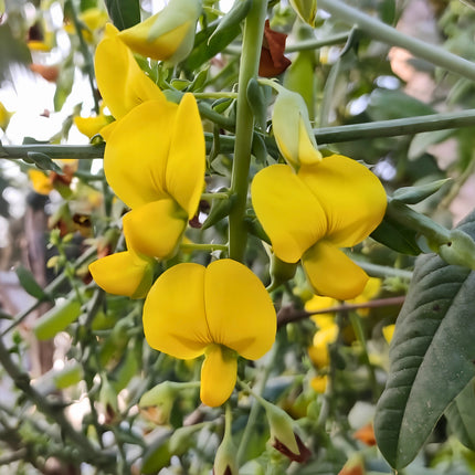 Nasiona Krotalarii Okazałej (Crotalaria spectabilis)