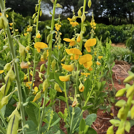 Nasiona Krotalarii Okazałej (Crotalaria spectabilis)