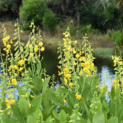 Nasiona Krotalarii Okazałej (Crotalaria spectabilis)