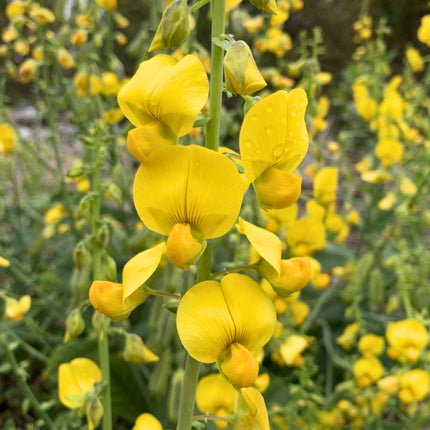 Nasiona Krotalarii Okazałej (Crotalaria spectabilis)