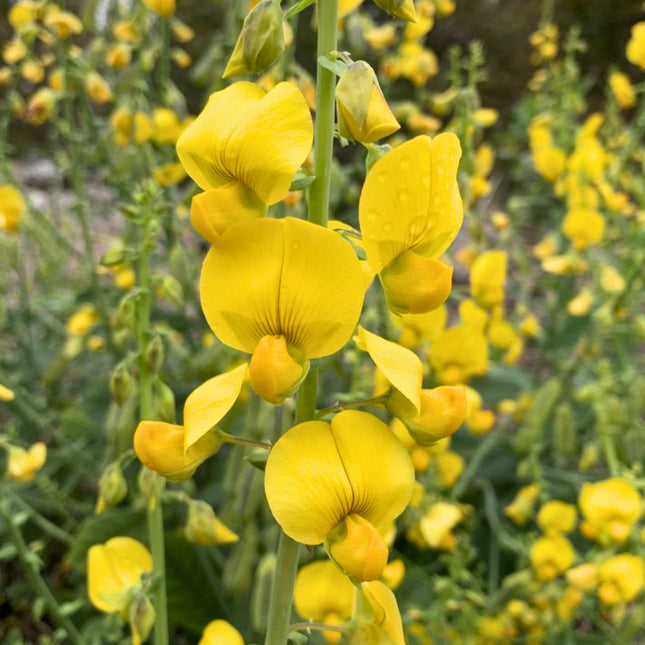 Nasiona Krotalarii Okazałej (Crotalaria spectabilis)
