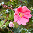 Nasiona Męczennicy Coactilis (Passiflora coactilis)