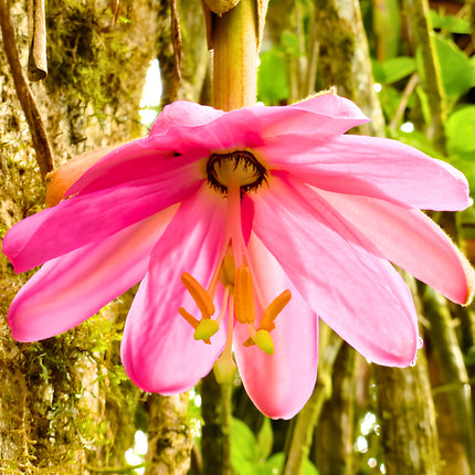 Nasiona Męczennicy Coactilis (Passiflora coactilis)