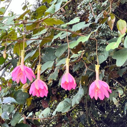Nasiona Męczennicy Coactilis (Passiflora coactilis)