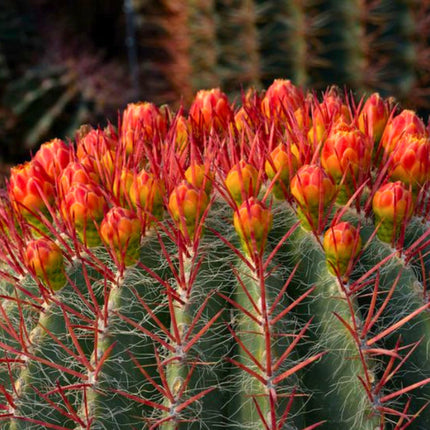 Nasiona Meksykańskiego Kaktusa Beczkowego (Ferocactus pilosus)