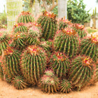 Nasiona Meksykańskiego Kaktusa Beczkowego (Ferocactus pilosus)