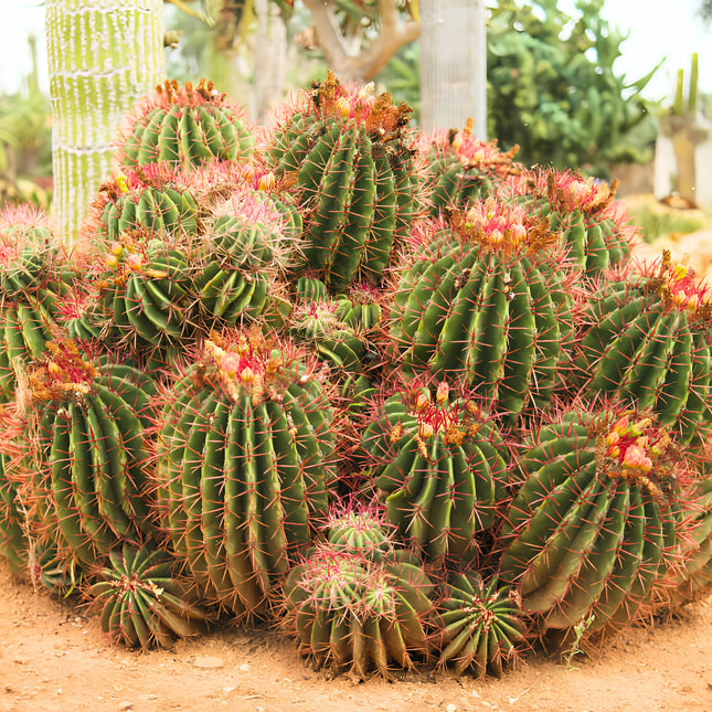 Nasiona Meksykańskiego Kaktusa Beczkowego (Ferocactus pilosus)