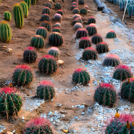 Nasiona Meksykańskiego Kaktusa Beczkowego (Ferocactus pilosus)