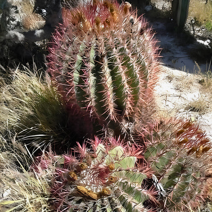 Nasiona Meksykańskiego Kaktusa Beczkowego (Ferocactus pilosus)