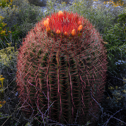 Nasiona Meksykańskiego Kaktusa Beczkowego (Ferocactus pilosus)