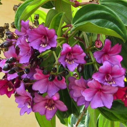 Nasiona Merianii Kolumbijskiej (Meriania nobilis)