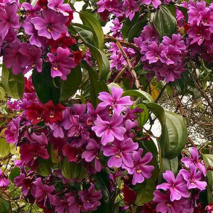 Nasiona Merianii Kolumbijskiej (Meriania nobilis)
