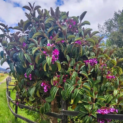 Nasiona Merianii Kolumbijskiej (Meriania nobilis)