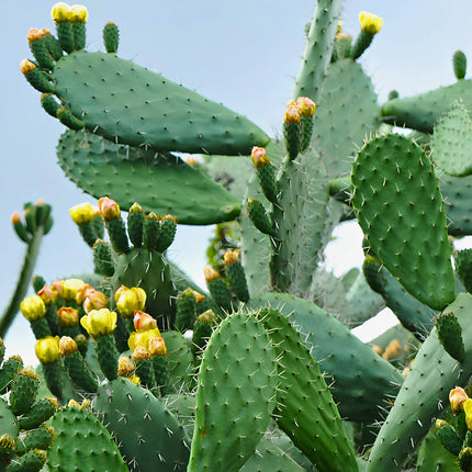 Nasiona opuncji streptokanta (Opuntia streptacantha)